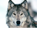 duran